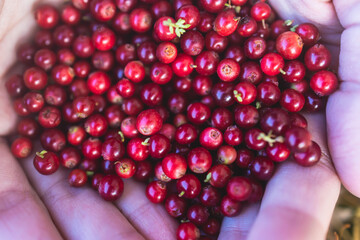 Process of harvesting and collecting berries in the national park of Finland, girl picking cowberry, cranberry, lingonberry and red bilberry in the scandinavian forest, close-up of hands and berries
