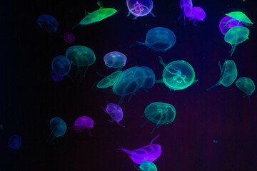 Medusas de colores en el aquario de Gran Canaria 