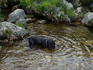 Perro bebiendo 