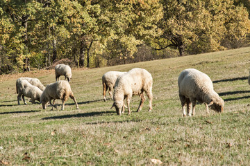 Group of sheep grazing on mountain meadow in sunny autumn day