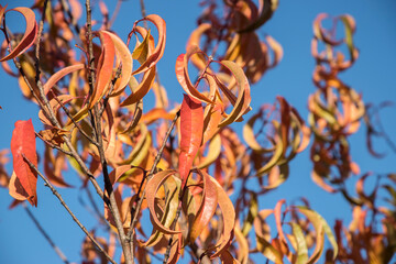 Leaves of peach tree in sunny autumn day closeup