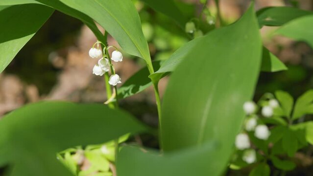 Lilies of valley in forest wind shakes. Convallaria majalis. Blossoming flowers of lily of valley. Slow motion.