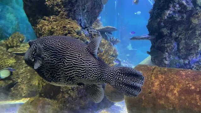 map puffer (Arothron mappa), also known as the map pufferfish, scribbled pufferfish, or Kesho-fugu, is a demersal marine fish belonging to the family Tetraodontidae.