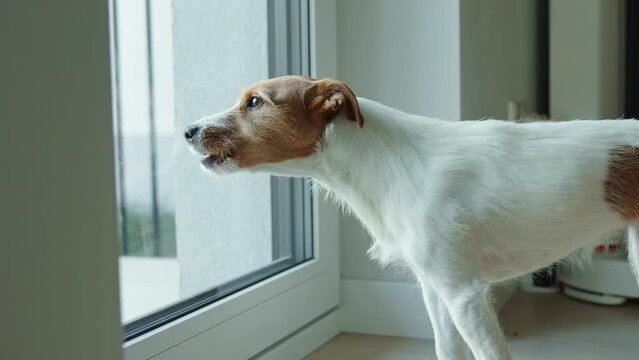 Lonely dog waiting for owner at home, looking at window and barking