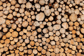 Brennholz, Holzstapel im Wald