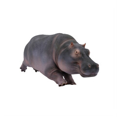 hippopotamus isolated on white