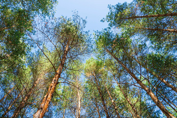 pine branch with a cone close up against the blue sky