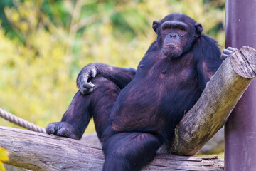 Chillin baby - The donkey is around