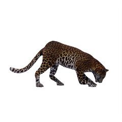 Obraz premium Leopard isolated