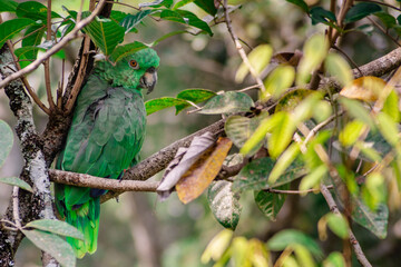 Green Parrot