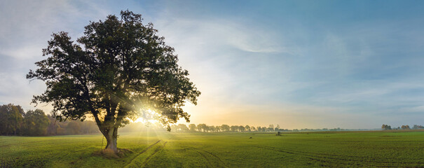 Panorama view of lonely tree in a foggy farm field in the morning haze by sunrise.A ledder and hide...