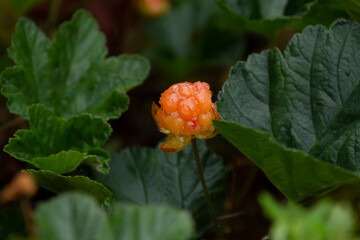 One ripe orange cloudberry growing in green foliage.