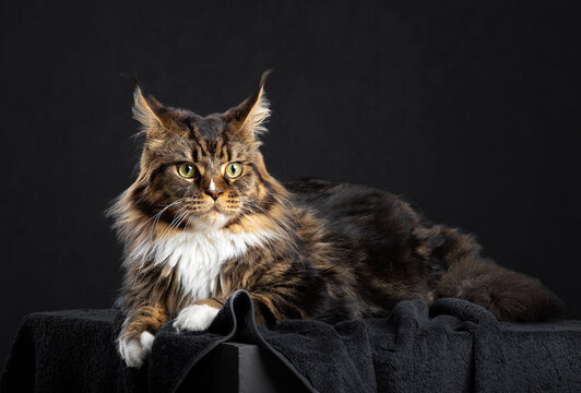 Maine Coon cat lies in the lair, dark background
