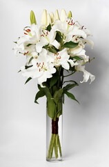 white lilies on a white background