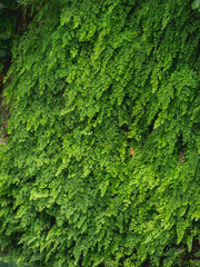 Full frame photo of climbing plant with green leaves.