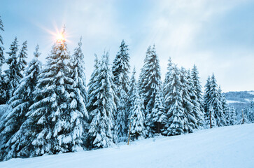 Beautiful winter landscape with snow on the trees