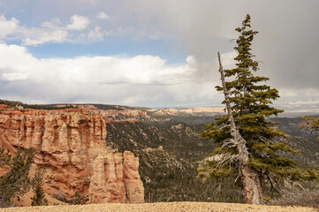 pine trees of Ponderosa Canyon at Bryce National Park, Utah, USA