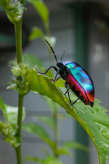 Jewel Bugs have broad rounded bodies with an undivided shield covering the whole abdomen. Jewel bugs get their common name from their bright colours