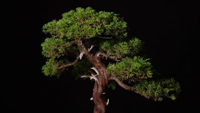Besonders sch&ouml;ner Bonsai Baum