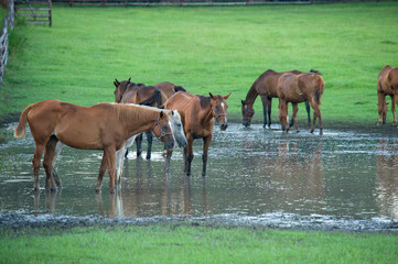 Arabian horse herd wading in shallow pond.