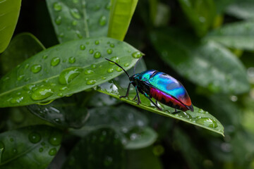 Jewel Bugs have broad rounded bodies with an undivided shield covering the whole abdomen. Jewel bugs get their common name from their bright colours