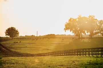 Setting sun silhouettes grazing horses, Thoroughbred horse farm, Ocala, Florida.
