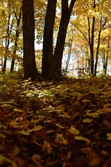 A sugar bush in the fall, Sainte-Apolline, Québec Canada