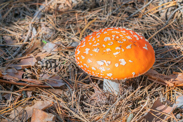 mushroom fly agaric close-up in a pine forest