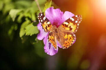 Beautiful wild butterfly fly on forest flower