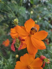 bee on flower