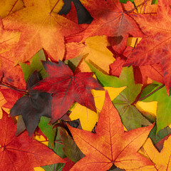 Creative layout made of colorful autumn leaves. Flat lay. Nature concept.
