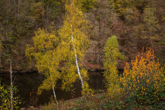 Fall colors in the trees along the river