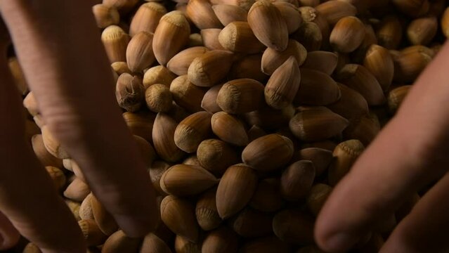 hands manpulating hazelnuts