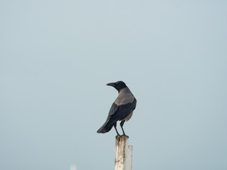 hooded crow rests on a white pole - 543074847