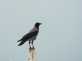 hooded crow rests on a white pole - 543074863