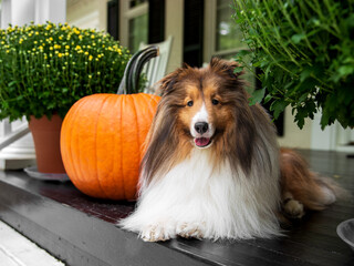 Sheltie with Pumpkin