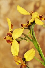 Obraz premium Close-up of Donkey Orchid (Diuris) flowers on stem, South Australia