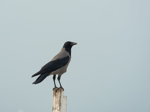 hooded crow rests on a white pole