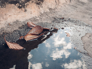 Dry brown leaves lie in a puddle reflecting the cloudy sky