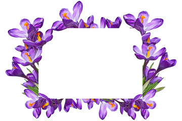 Floral frame with purple crocuses and white paper. Purple crocuses frame on white background.