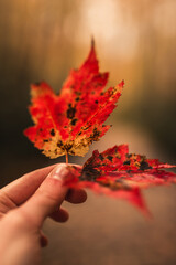 Hand Holding two Red Autumn Leaves Against Blurred Background