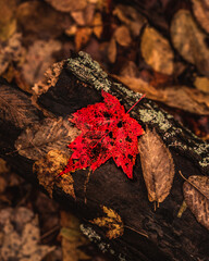 Fallen Red Autumn Leaf on a Wet Log in a Forest