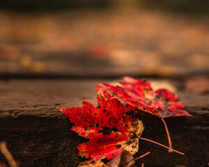 Red Autumn Leaves on Bridge in the Woods Against a Blurred Path Background