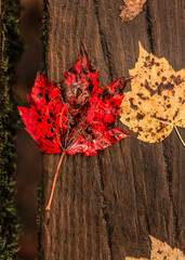 Red and Faded Yellow Autumn Leaves on a Wooden Bridge