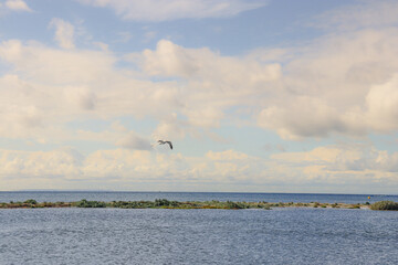 Fototapeta na wymiar morning sea landscape with seagull in flight
