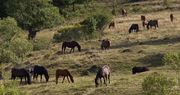 Herd of horses grazing grass on meadow pasture in wild mountains area. Hucul pony breed horses.