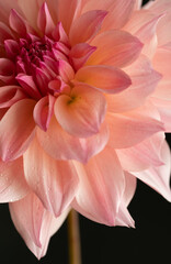 Obraz na płótnie Canvas pink dahlia flower