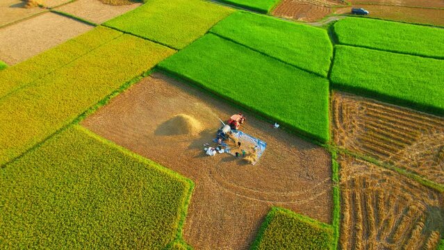 Drones are flying over workers producing rice straw after the harvest season at the large rice field, the way of life of farmers in Nan province. Northern Thailand. Rice agriculture industry in Asia
