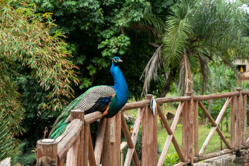 PAVAO AZUL NA CERCA