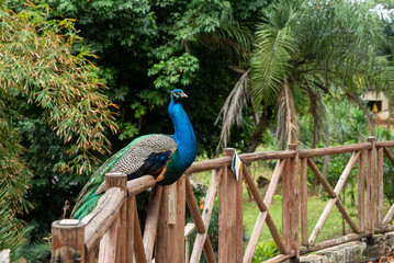 PAVAO AZUL NA CERCA